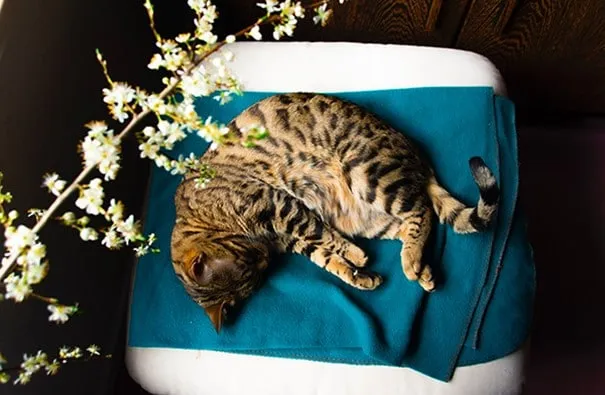 a cat lying on a bed