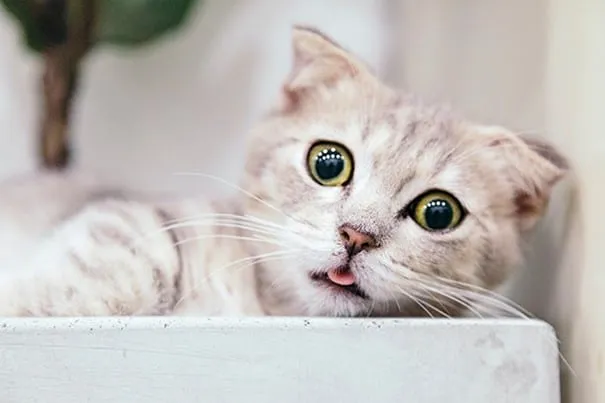 a cat that is lying down and looking at the camera