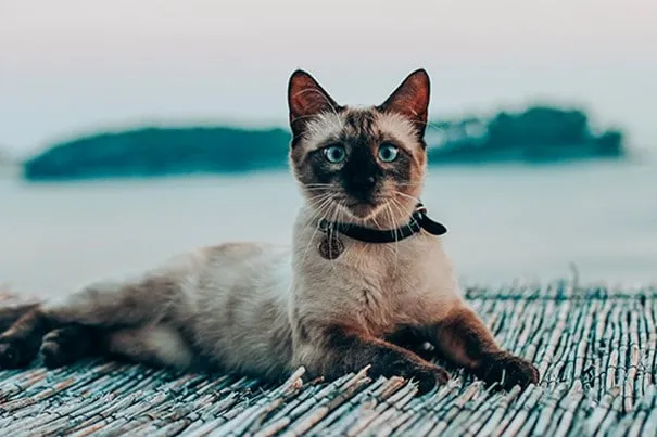 a cat with its mouth open