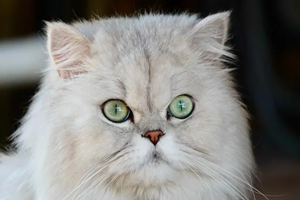 a close up of a cat looking at the camera