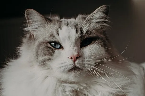 a close up of a cat