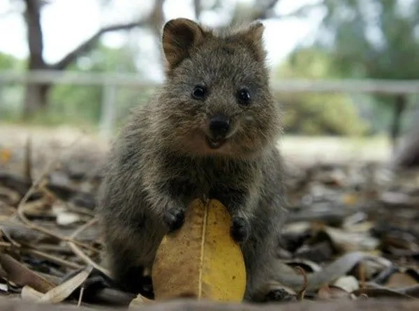Faites Connaissance Avec Le Quokka, L’animal Le Plus Heureux De La Planète. Difficile En Effet de Faire Plus Mignon!