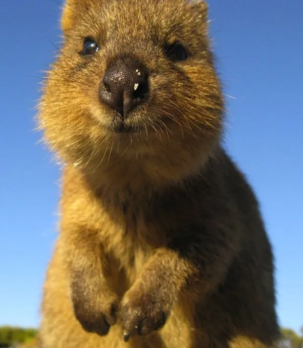 Quokka5