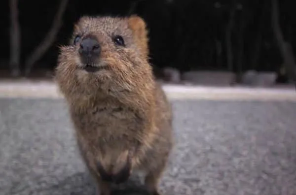 Quokka4