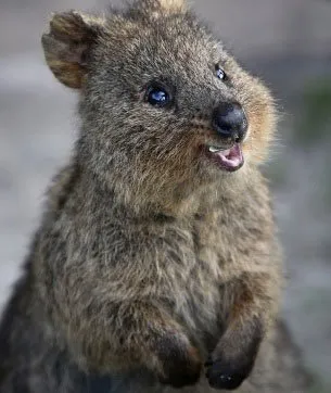 Quokka6