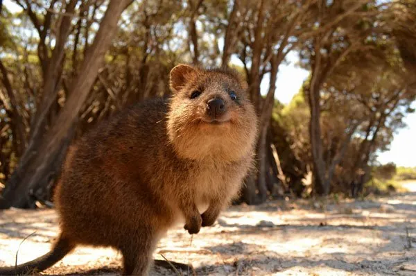 Quokka7