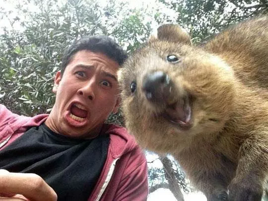 Quokka8