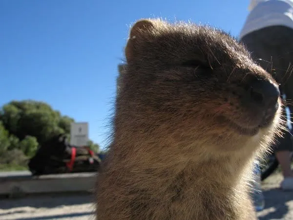 Quokka10