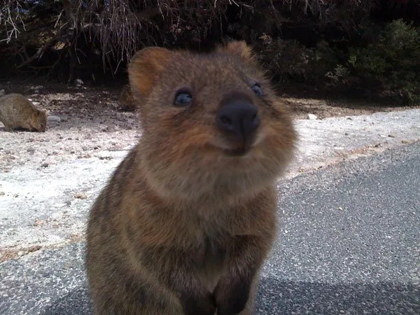 Quokka2