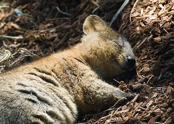 Quokka3