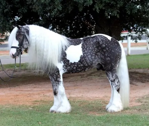 horsegroomingsupplies.com