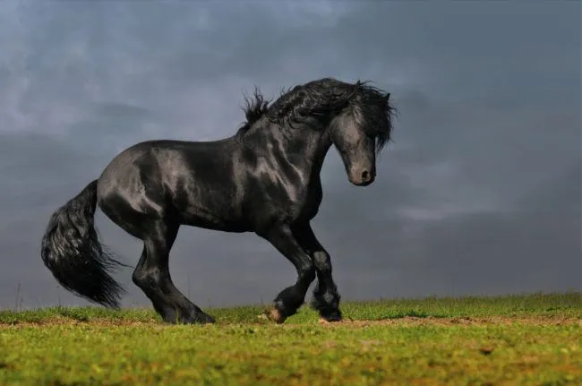 122115 13 races de chevaux 2