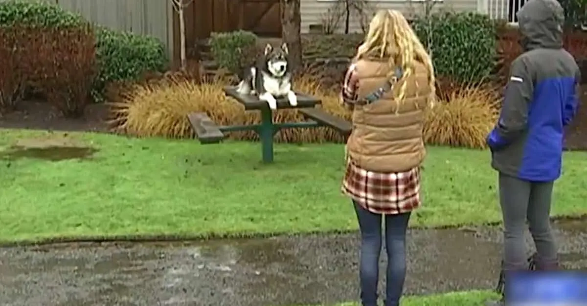 Son petit ami la frappe régulièrement. Lorsque son husky grandit, et qu’il fait CECI ? J’en suis resté sans voix.
