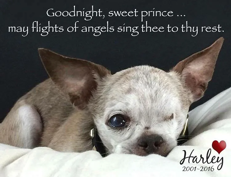 Instagram/harleypuppymilldog
