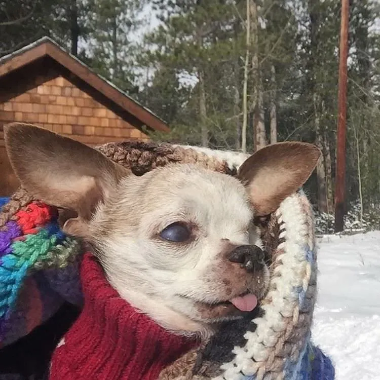 Instagram/harleypuppymilldog