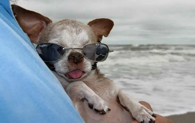 Instagram/harleypuppymilldog