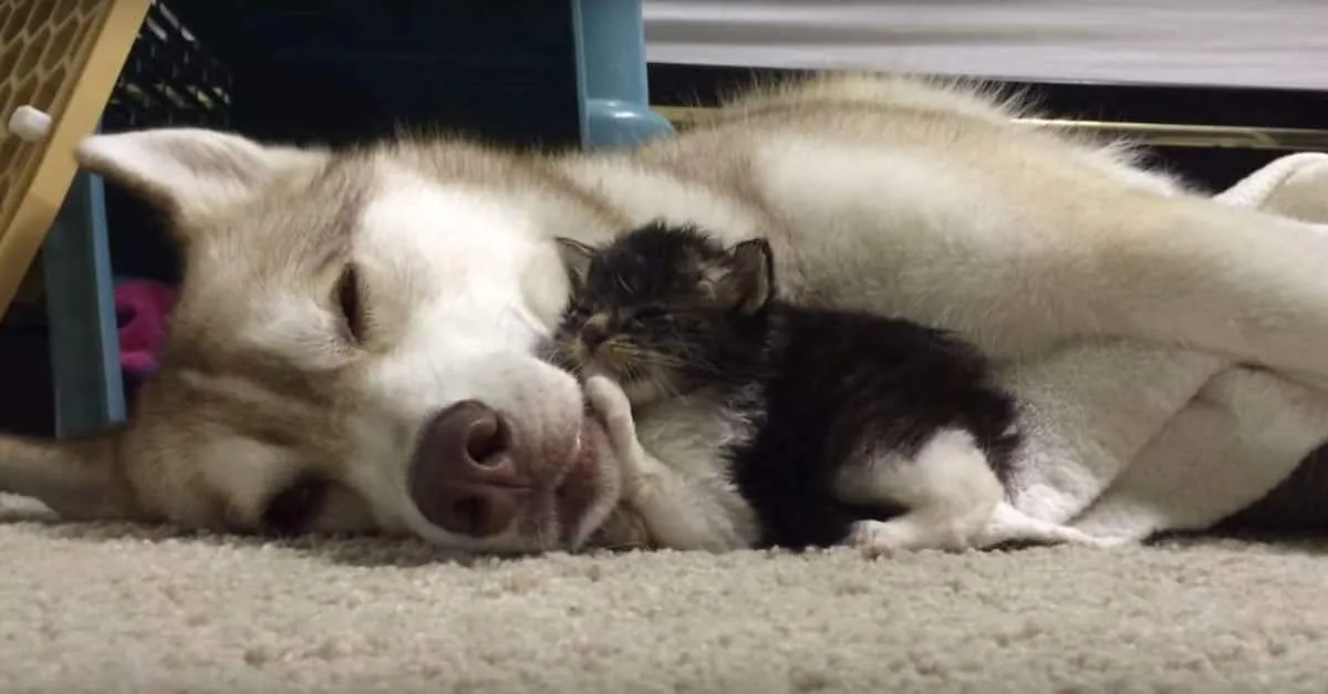En essayant de rendre confortables les derniers jours de leur chaton, ils ont permis un miracle !