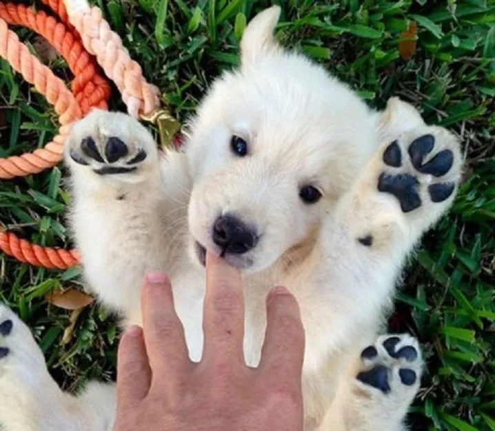 Saurez-vous deviner s’il s’agit d’un chien ou d’un ours ?