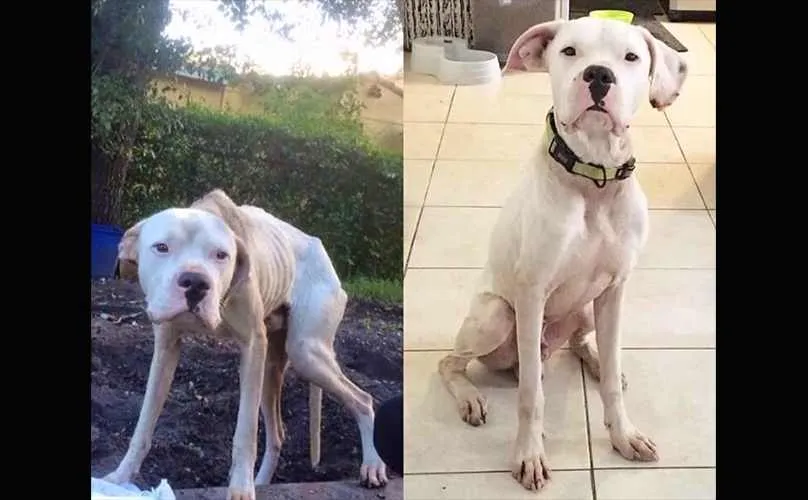 Un chien qui était affamé et attaché à un arbre est maintenant sauvé et heureux