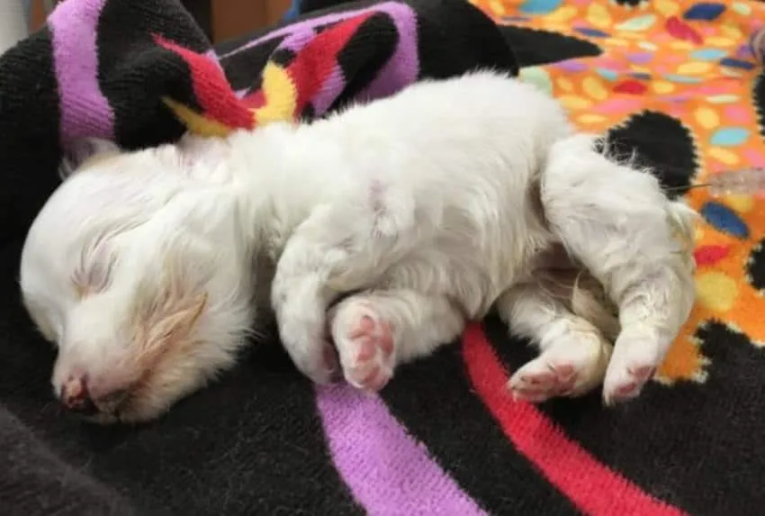 Ils ne savaient pas combien de temps survivrait ce bébé chien … Mais vous allez découvrir quelque chose de surprenant.
