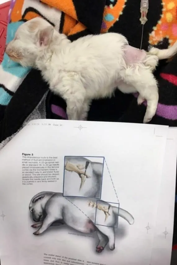 Tails of a Shelter Vet