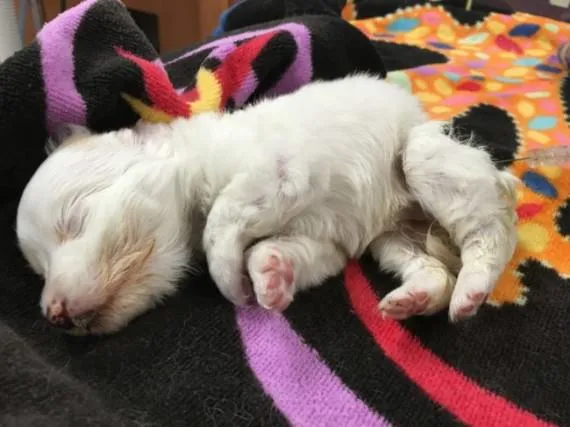 Tails of a Shelter Vet