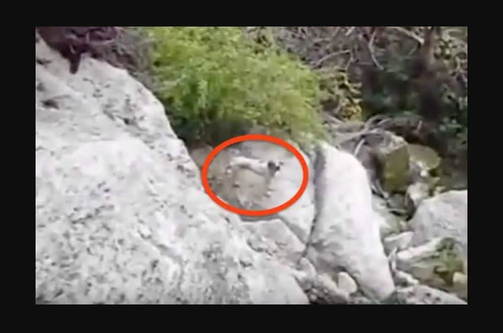 Quelqu’un s’est débarrassé de cette chienne dans un trou très profond. Et lorsqu’elle aperçoit ses sauveteurs ? Oh mon dieu !
