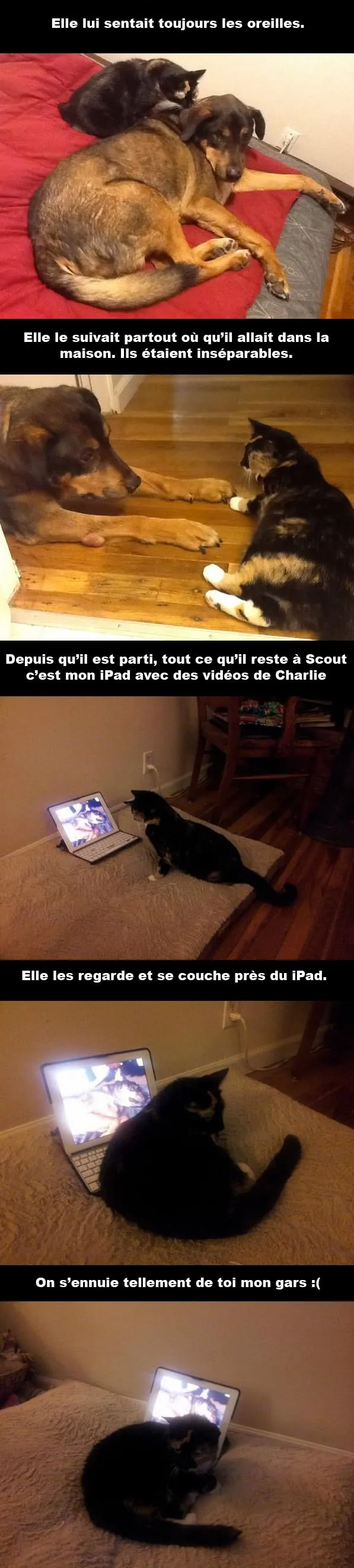 Scout charlie 2