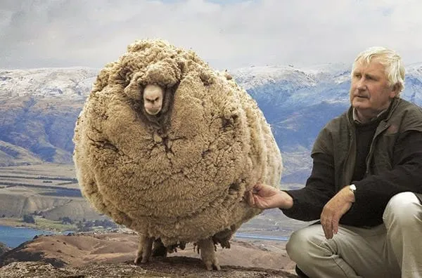 Voici Shrek, le mouton rebelle qui, pendant six ans, a esquivé la tonte en se réfugiant dans une grotte.