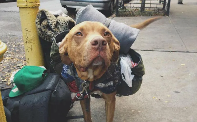 Une soupe populaire à New York sert aussi bien les Sans-Abris que leurs animaux