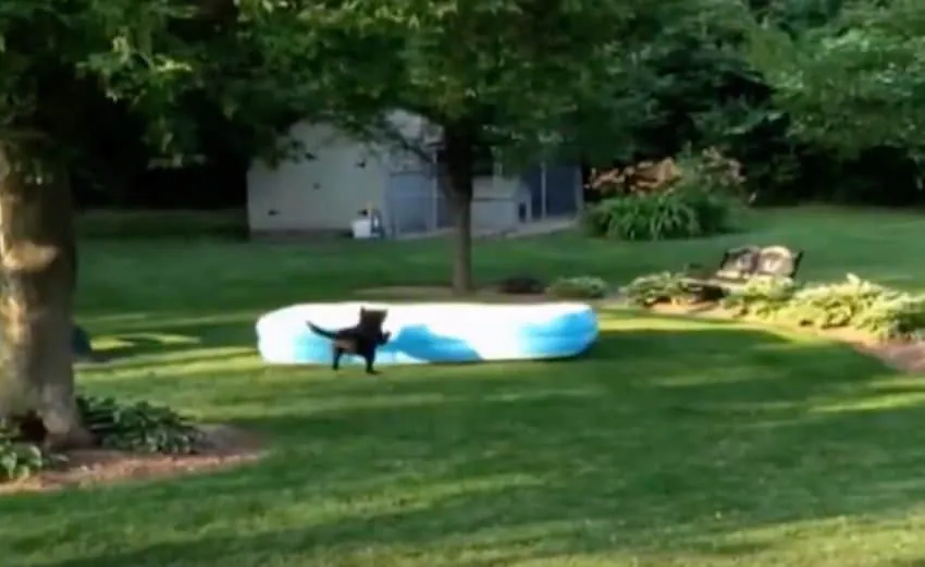Les Enfants Se Cachent Sous La Piscine, Mais Ce Que Le Chien Fait Alors Fait Rire Tout Le Monde!