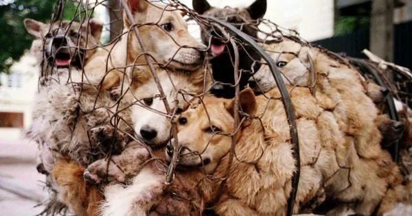 Stoppons ensemble le massacre du festival cruel de Yulin en Chine