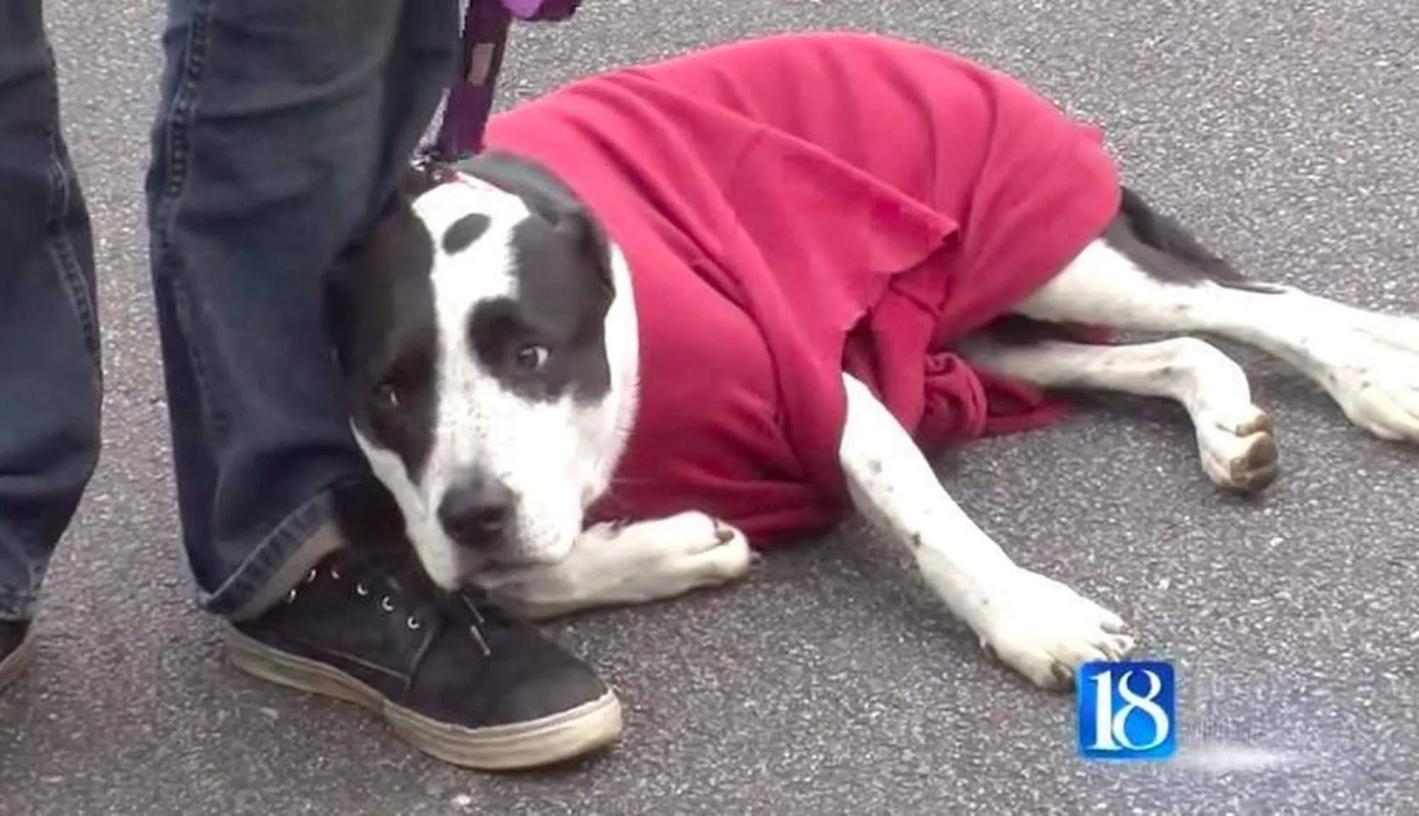 Les supplications désespérées de ce sans-abri au sujet de son chien reçoivent enfin une réponse.