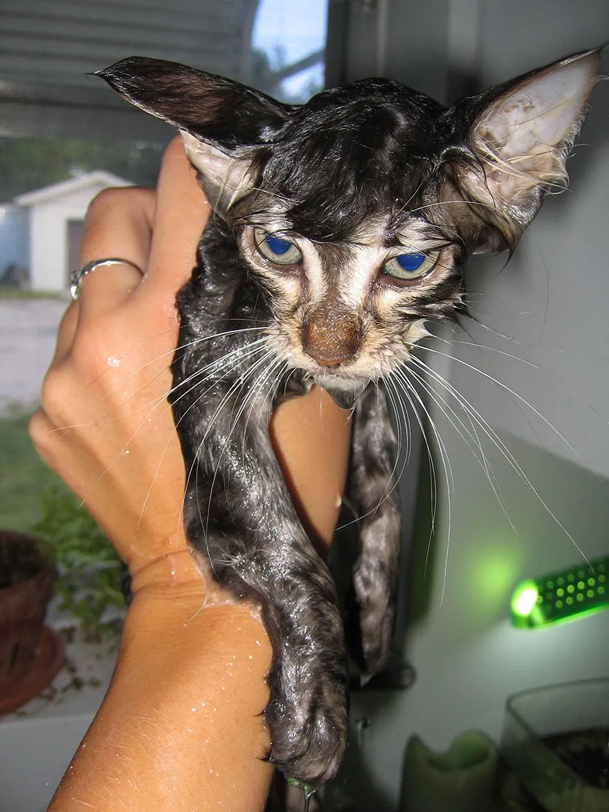 Wet3