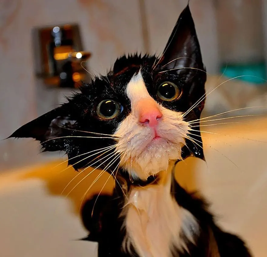 Wet1