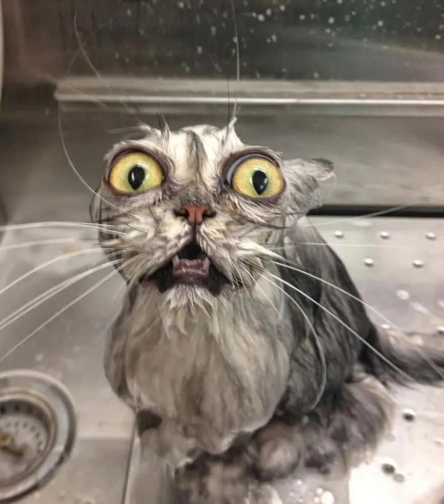 Wet18
