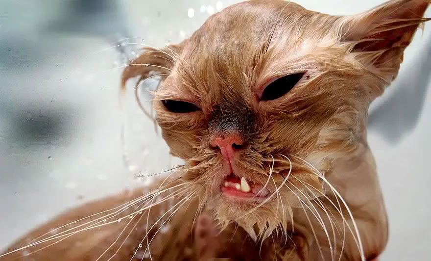 Wet19