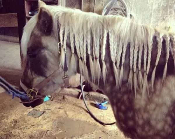 Instagram/horse_braids