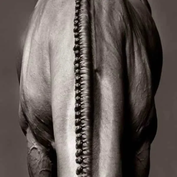 Instagram/horse_guard