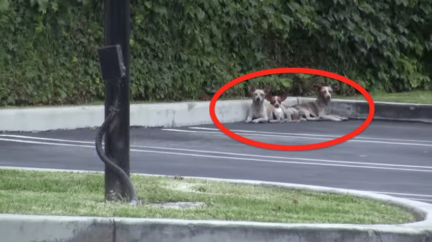 Quelqu’un a abandonné trois pauvres chiots dans la rue. À la fin de cette histoire, vous serez en larmes.