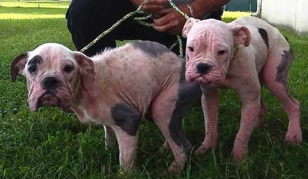 Deux chiots malades et affamés trouvés sur un parcours de golf ; La police sollicite l’aide du public.