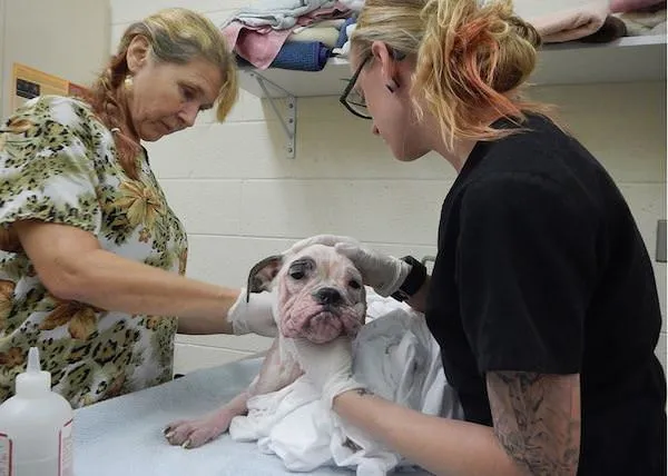 Humane Society of Vero Beach / Facebook