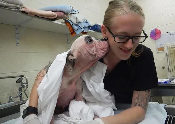 Humane Society of Vero Beach / Facebook