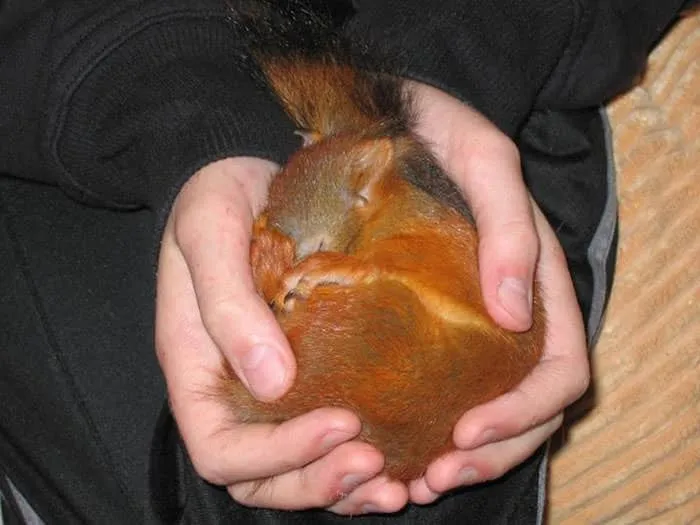 Bebe ecureuil sauve 6