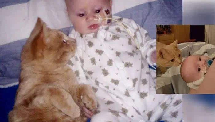 Un chat est resté au chevet de son petit frère humain et a aidé son petit cœur à guérir
