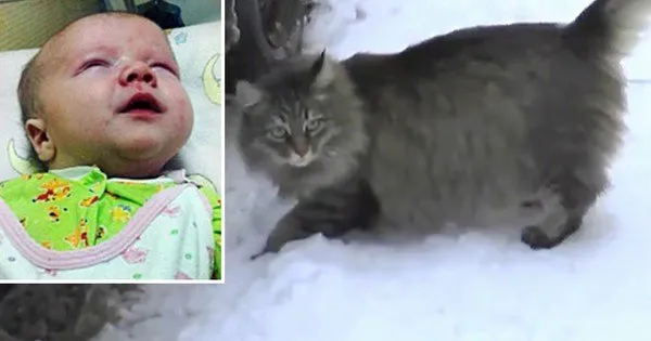Un chat sans foyer sauve un bébé abandonné près d’une poubelle, en se blottissant contre lui pour le protéger du froid…