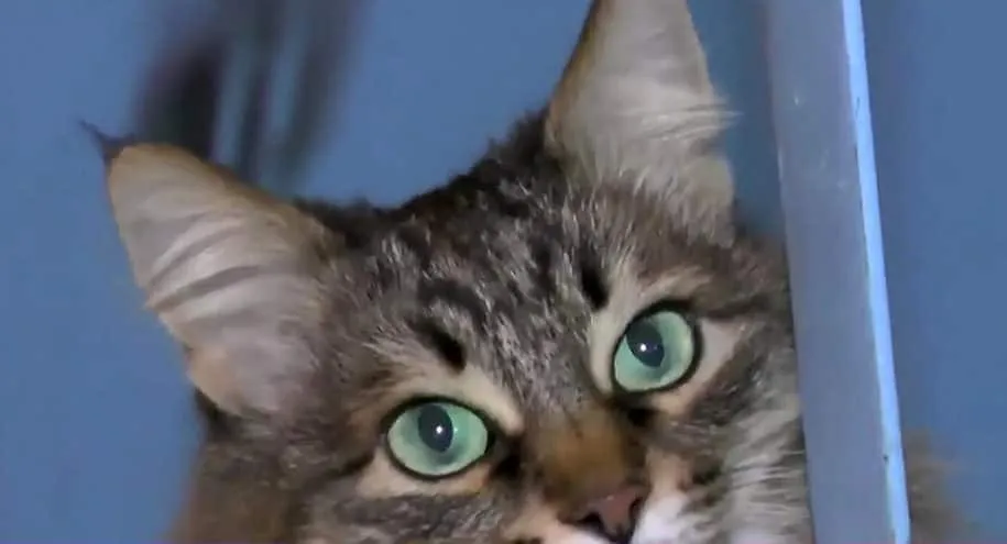 Chat sauve bebe 3