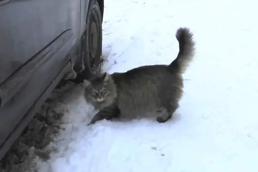 Chat sauve bebe 1