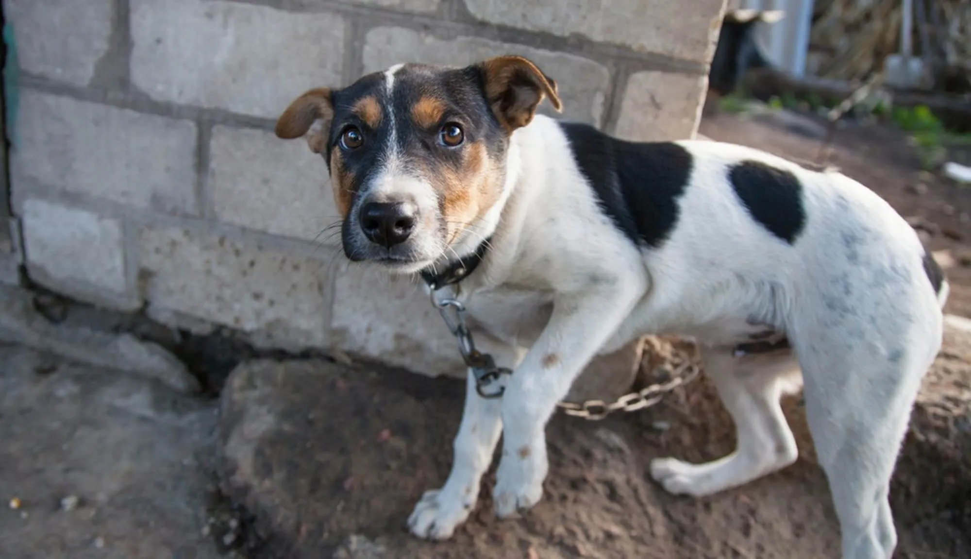 Un « chien d’extérieur », ça n’existe pas.