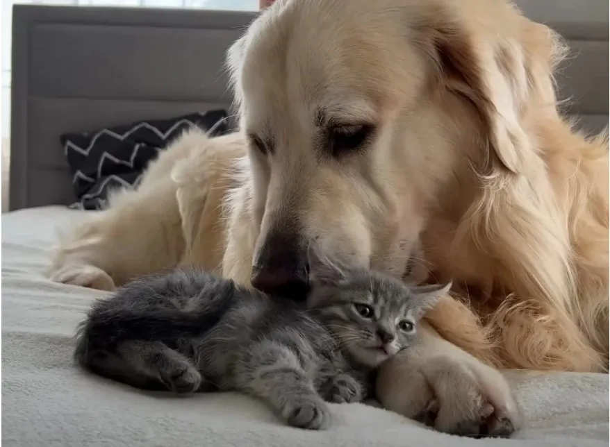 Un chien géant rencontre un minuscule chaton et sa réaction fait fondre le cœur de plus de 4,2 millions de personnes